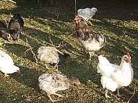 Grüne Eierschale Hühnerrasse